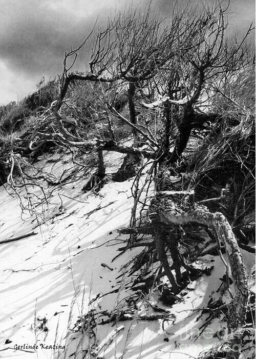 Photography Greeting Card featuring the photograph Windswept Trees by Gerlinde Keating