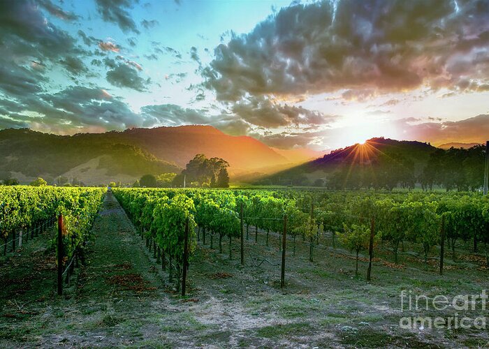 Napa Greeting Card featuring the photograph Wine Country by Jon Neidert