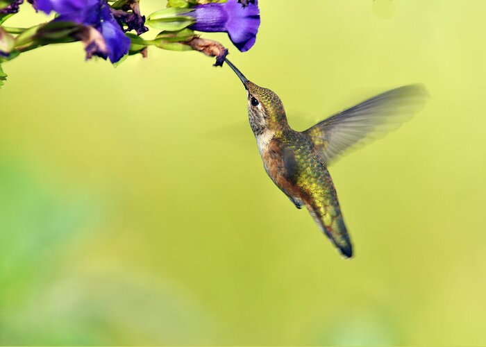 Hummingbird Greeting Card featuring the photograph Winged Beauty a Hummingbird by Laura Mountainspring