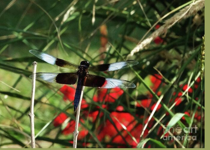 Dragonfly Greeting Card featuring the photograph Winged Dragon by J L Zarek