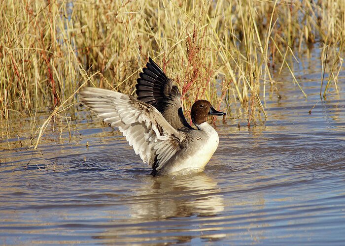 Northern Pintail Greeting Card featuring the photograph Winged Exuberance by Leda Robertson