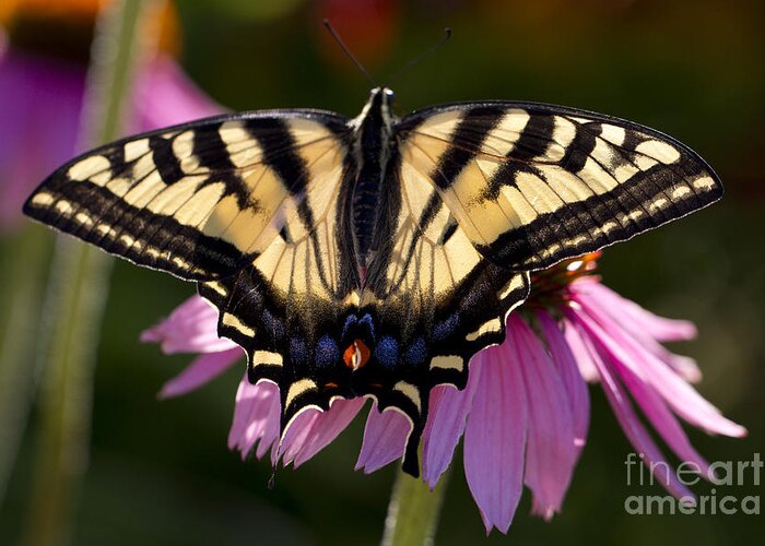 Flower Greeting Card featuring the photograph Wings by Douglas Kikendall
