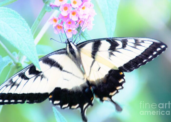 Butterfly Greeting Card featuring the photograph Wings by Merle Grenz