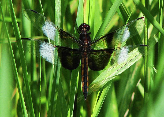 Dragonfly Greeting Card featuring the photograph Wings of Note by Deborah Johnson