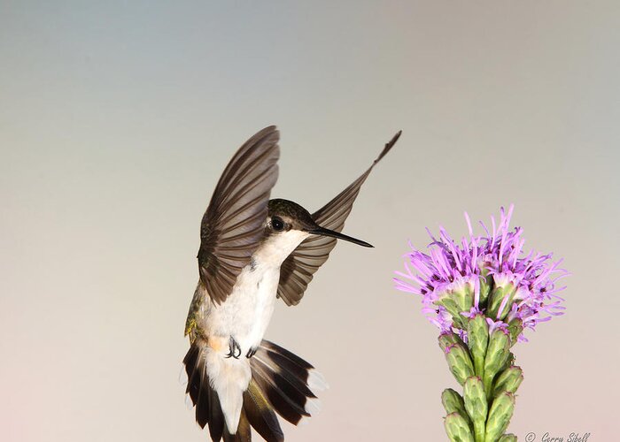 Birds Greeting Card featuring the photograph Wings Up by Gerry Sibell