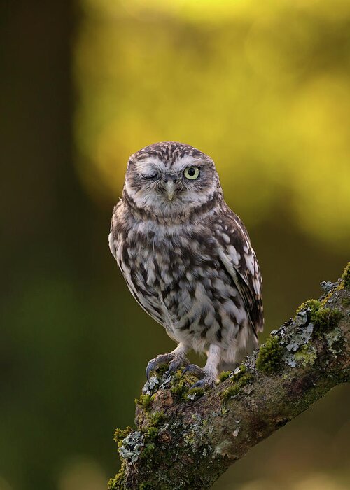 Little Owl Greeting Card featuring the photograph Winking Little Owl by Pete Walkden