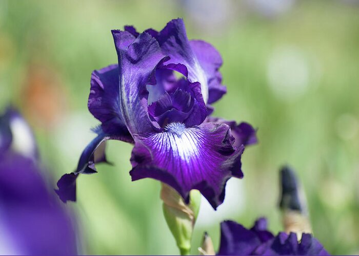 Iridaceae Greeting Card featuring the photograph Winners Circle 1. The Beauty of Irises by Jenny Rainbow
