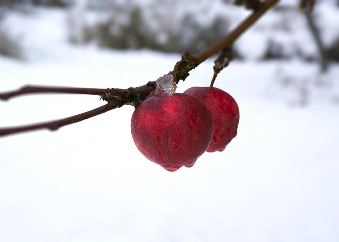 Winter Greeting Card featuring the photograph Winter Apples by Ellery Russell
