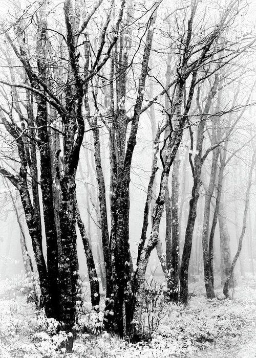 Cherohala Skyway Greeting Card featuring the photograph Winter Bare Trees in a Spring Fog BW by Dan Carmichael