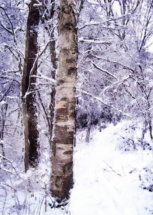 Birch Tree Greeting Card featuring the photograph Winter Birch Tree by Phil Perkins