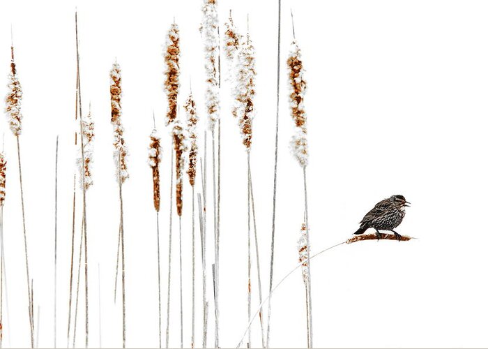 Song Bird Greeting Card featuring the photograph Winter Came Suddenly by Andrea Kollo