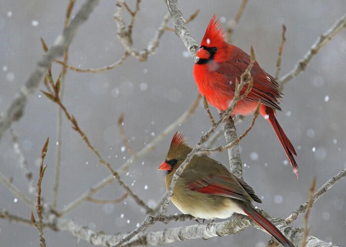 Cardinal Greeting Card featuring the photograph Winter Cardinals by Brook Burling
