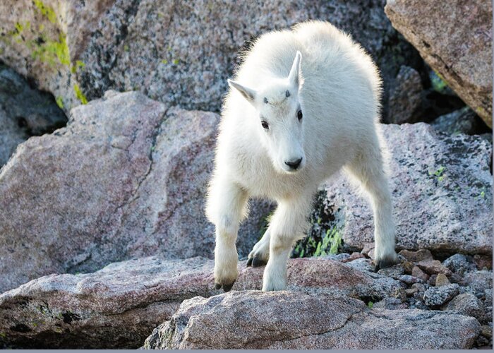 Mountain Goat Greeting Card featuring the photograph Winter Coats #2 by Mindy Musick King
