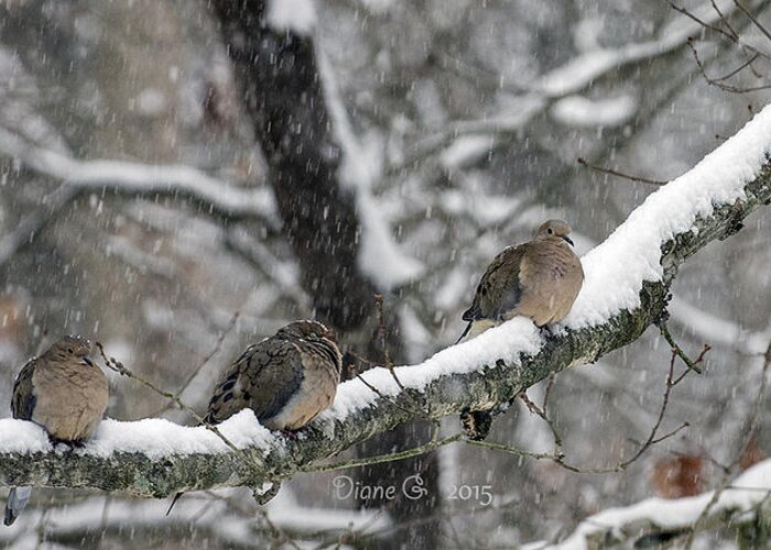 Winter Doves Greeting Card featuring the photograph Winter Doves by Diane Giurco