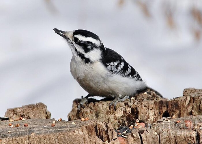 Bird Greeting Card featuring the photograph Winter Downy Woodpecker by Elaine Manley