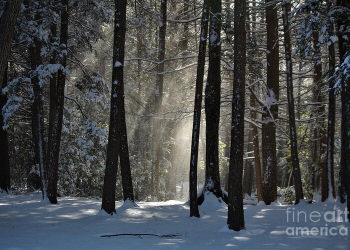 Falling Snow Greeting Card featuring the photograph Winter Falling Snow at Bigelow Hollow State Park by Neal Eslinger
