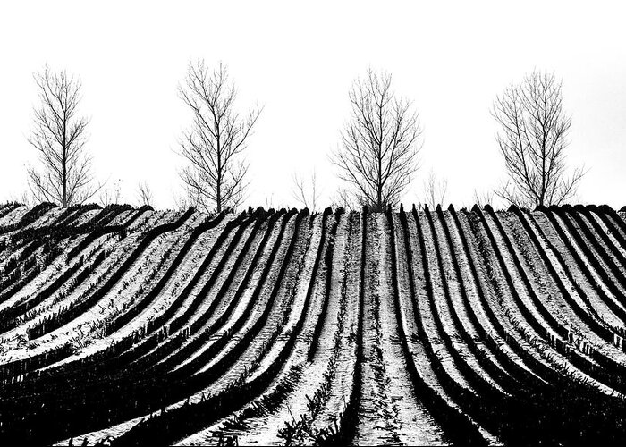 Winter Greeting Card featuring the photograph Winter fields by Mike Santis