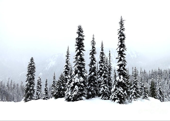Ski Greeting Card featuring the photograph Winter Firs by Tatyana Searcy
