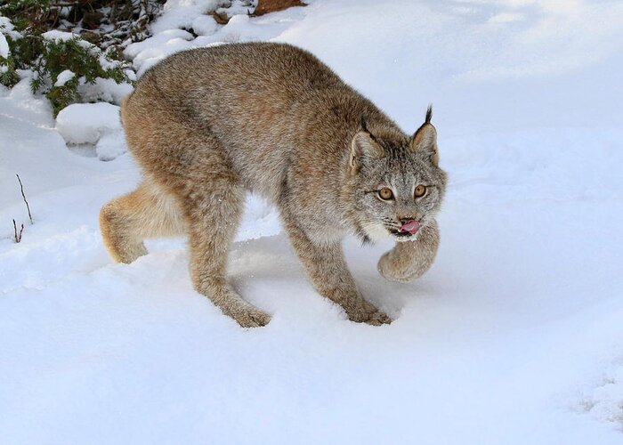 Lynx Greeting Card featuring the photograph Winter Forage by Steve McKinzie