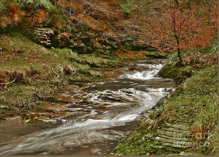 Forest Stream Greeting Card featuring the photograph Winter Forest Stream by Martyn Arnold