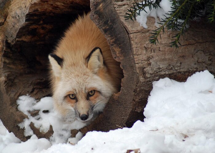 Fox Greeting Card featuring the photograph Winter fox by Richard Bryce and Family