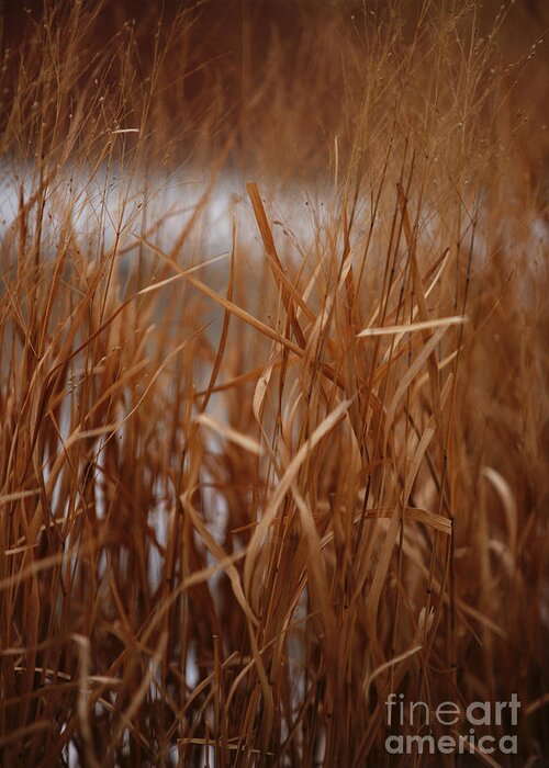 Grass Greeting Card featuring the photograph Winter Grass - 1 by Linda Shafer