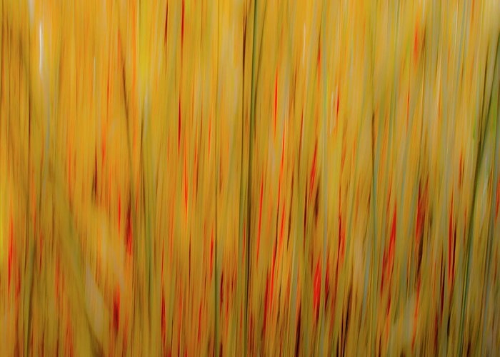 Abstract Greeting Card featuring the photograph Winter Grasses #1 by Tom Vaughan
