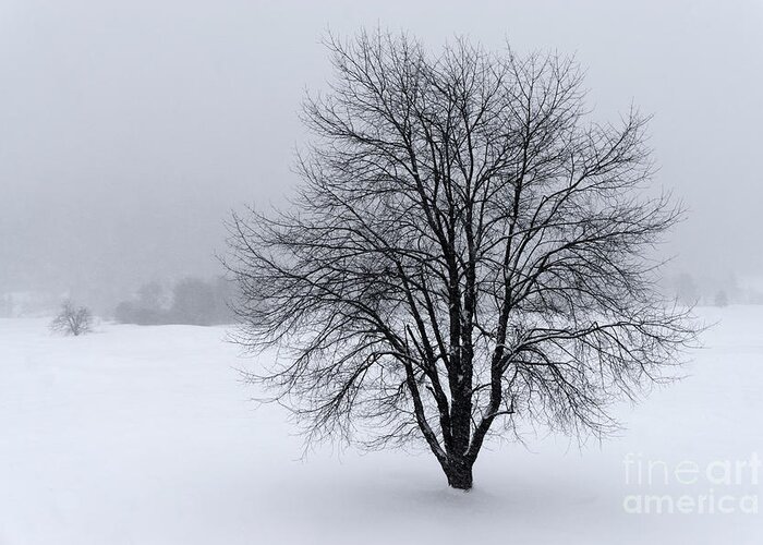 Winter Greeting Card featuring the photograph Winter in New England by David Rucker