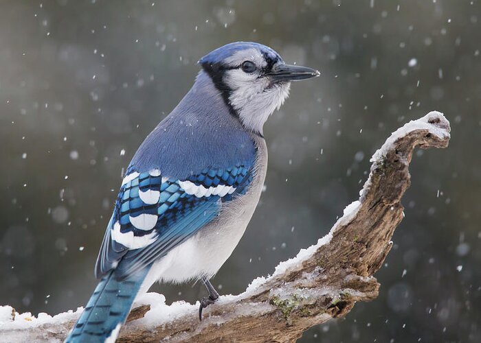 Blue Greeting Card featuring the photograph Winter Jay by Mircea Costina Photography