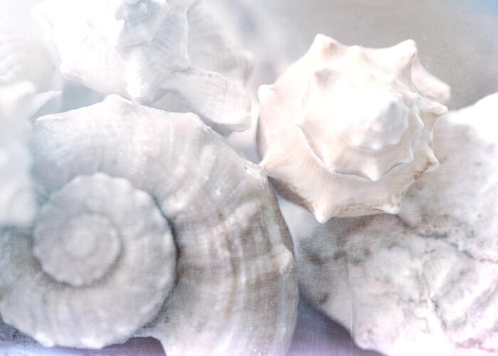 Winter Shells Greeting Card featuring the photograph Winter Shells by Bonnie Bruno