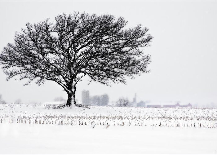Oak Winter Snow Field Blizzard White Farm Rural Wi Wisconsin Stubble Stoughton Madison Silo Barn Bins Elevator Corn Greeting Card featuring the photograph One Last Snowfall - Lone Oak in Snow and corn stubble near Stoughton WI by Peter Herman