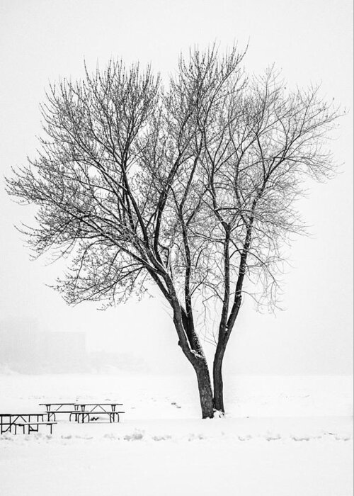 Cleveland Greeting Card featuring the photograph Winter Solitude by Stewart Helberg