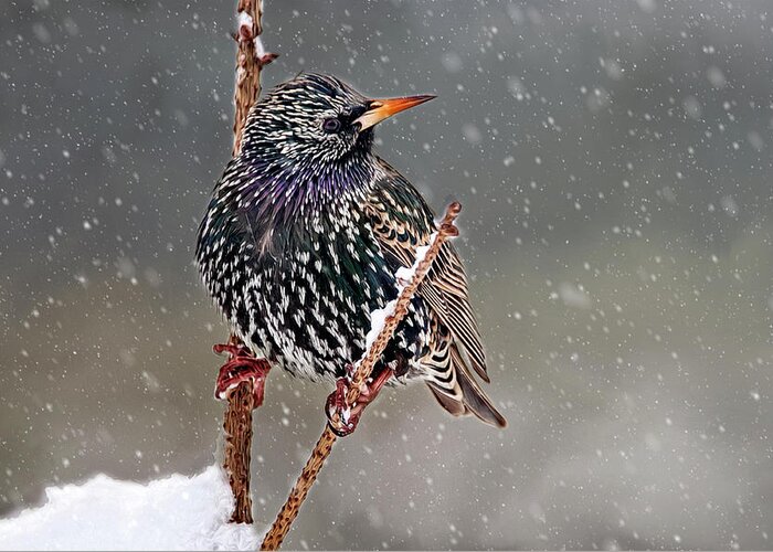 Starling Greeting Card featuring the photograph Winter Starling 2 by Cathy Kovarik