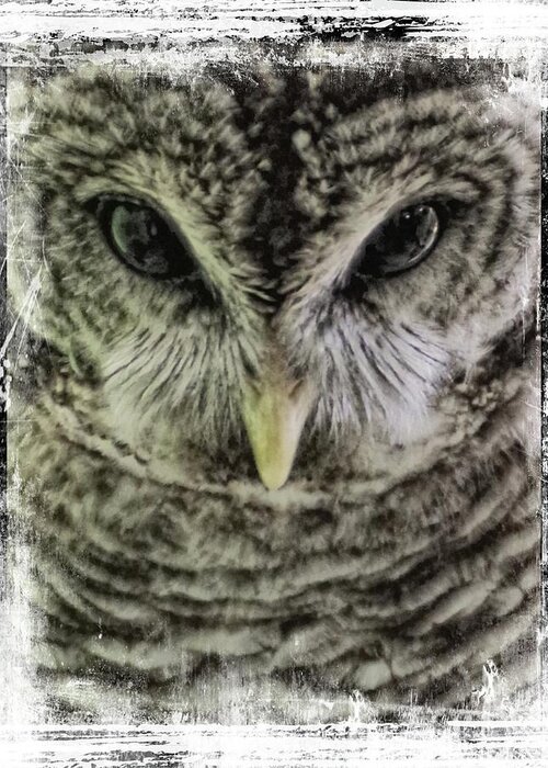 Owl Greeting Card featuring the photograph Winter by Stoney Lawrentz