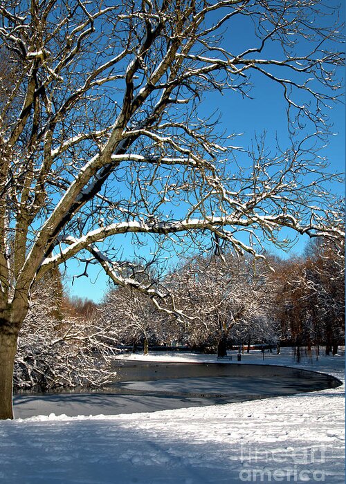 Winter Greeting Card featuring the photograph Winter Tree by Stephen Melia