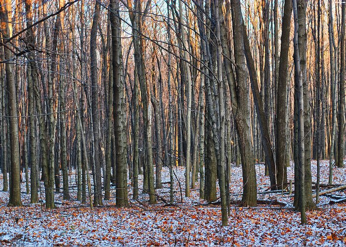 Tree Greeting Card featuring the photograph Winter - UW Arboretum Madison Wisconsin by Steven Ralser