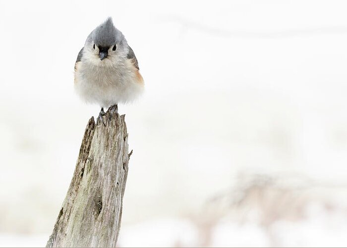 Bird Greeting Card featuring the photograph Winter Visit by Holly Ross