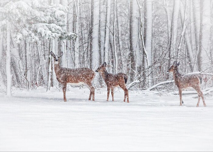 Deer Greeting Card featuring the photograph Winter Visits by Karol Livote