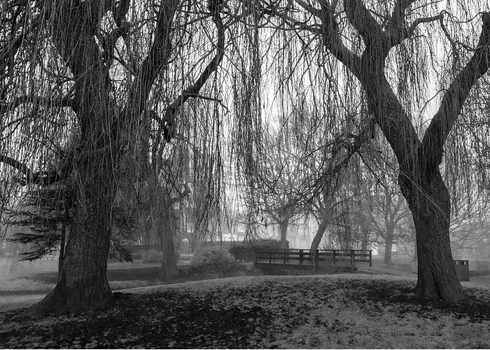 Ian Watts Greeting Card featuring the photograph Winter willows in the fog by Ian Watts