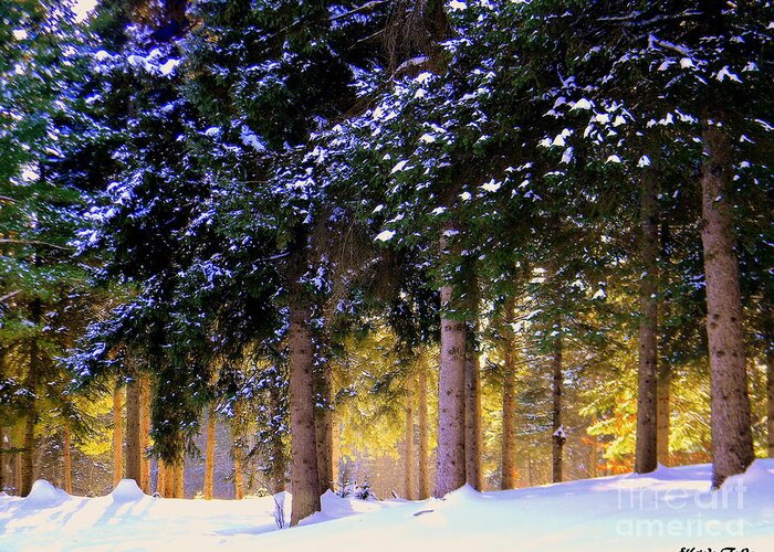 Sunlight Greeting Card featuring the photograph Winter Wonder by Elfriede Fulda