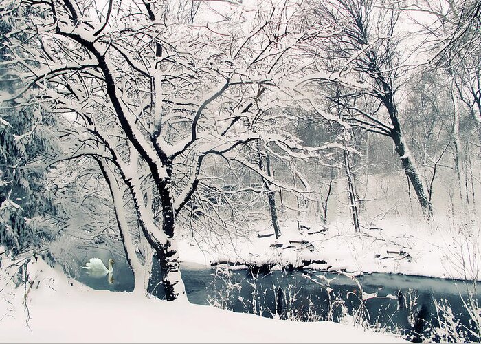 Swan Greeting Card featuring the photograph Winter's Charm by Jessica Jenney