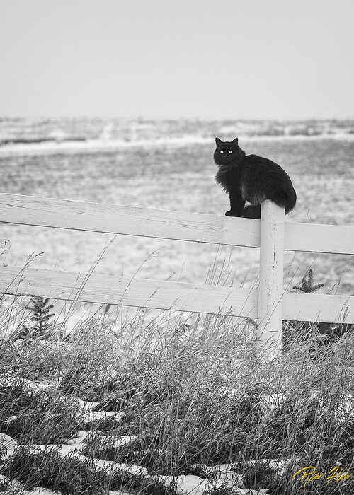 Animals Greeting Card featuring the photograph Winter's Stalker by Rikk Flohr