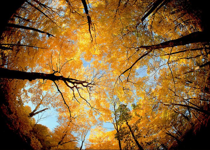 Wisconsin Greeting Card featuring the photograph Wisconsin Canopy by Todd Klassy