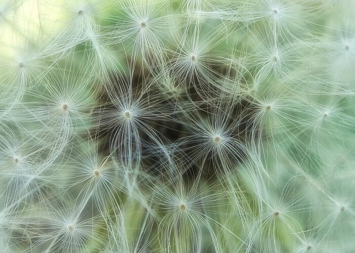 Dandelion Greeting Card featuring the photograph Wispy and Delicate by Denise Beverly