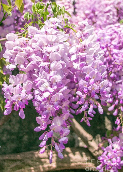 Bloom Greeting Card featuring the photograph Wisteria by Amanda Mohler