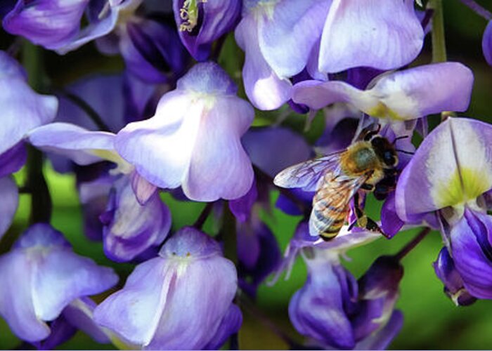 Wisteria Greeting Card featuring the photograph Wisteria Bee by Rick Lawler