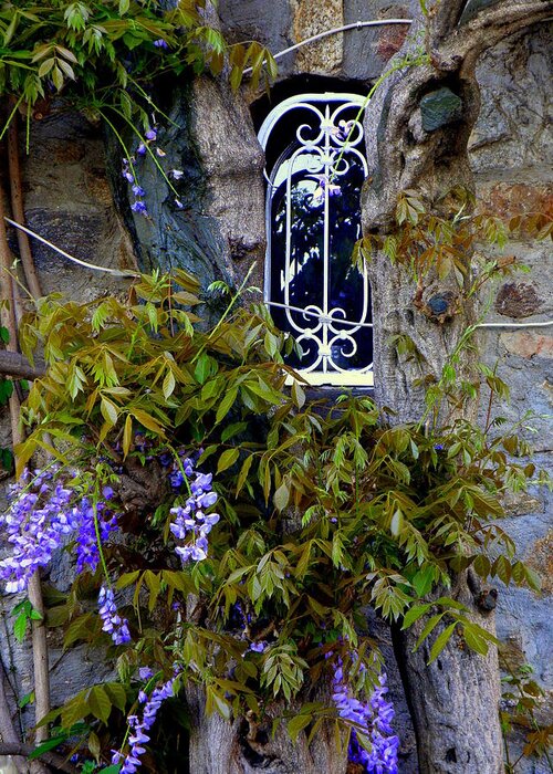 Wisteria Greeting Card featuring the photograph Wisteria Window by Lainie Wrightson