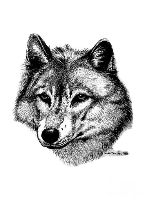 Wolf Greeting Card featuring the drawing Wolf in pencil by Nick Gustafson