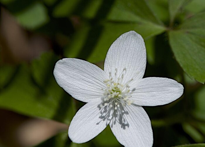 Native Plants Greeting Card featuring the photograph Wood Anemone by Joseph Yarbrough