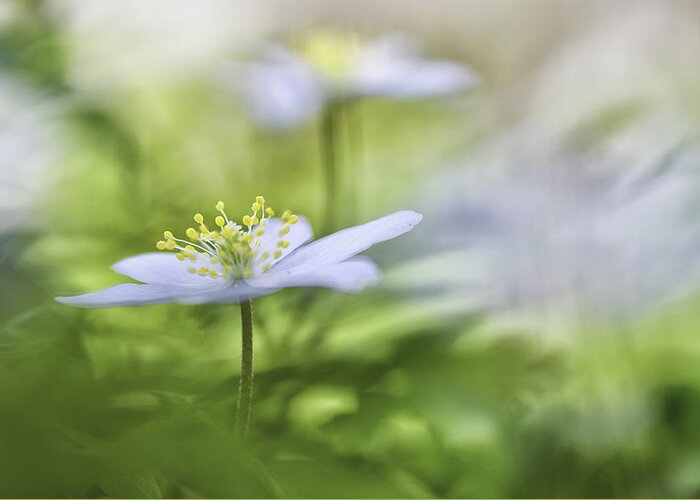 Wild Flowers Greeting Card featuring the photograph Wood anemone spring is here by Dirk Ercken